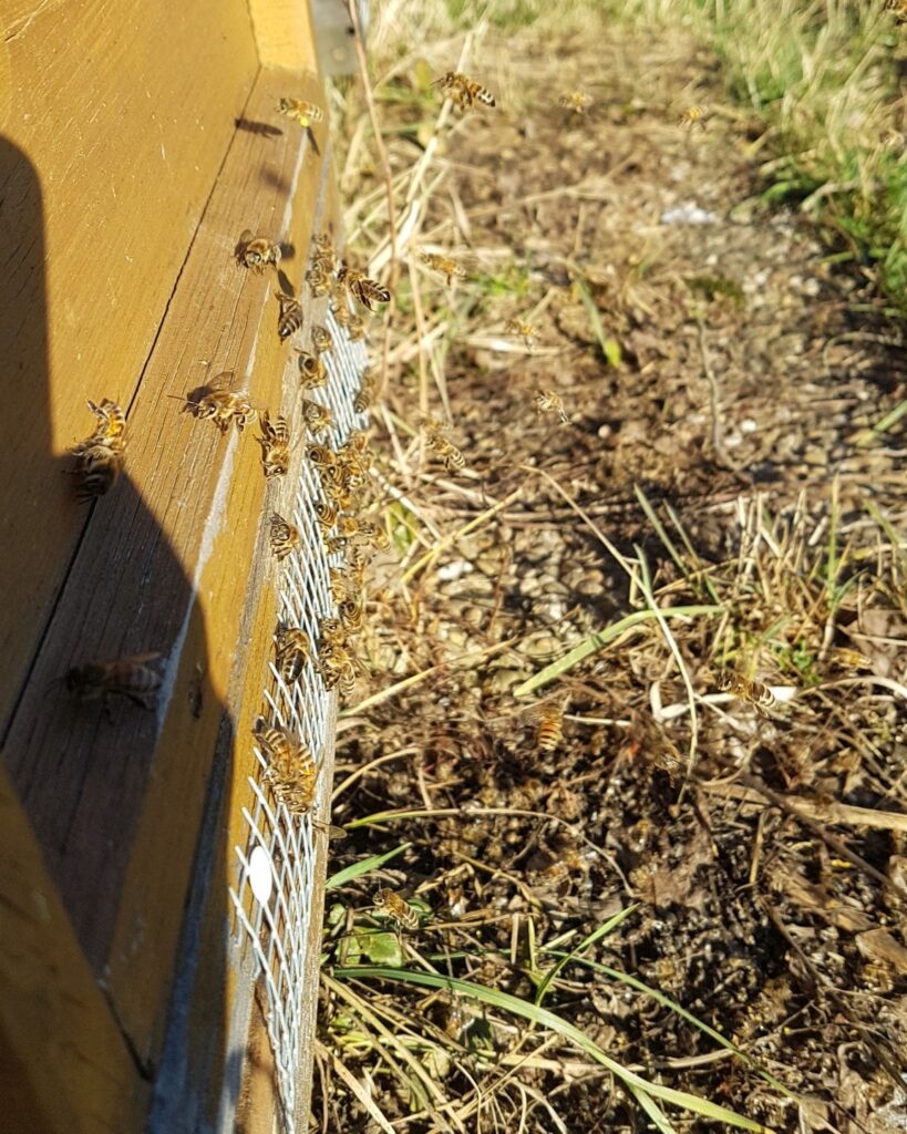 Bienen sitzen vor dem Eingang am Bienenstock
