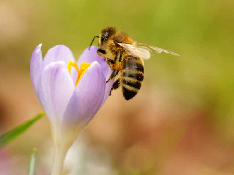 Biene an einer Tulpe